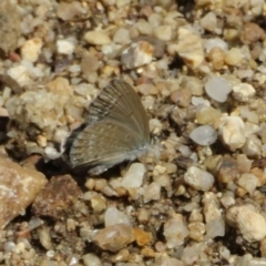 Zizina otis (Common Grass-Blue) at Acton, ACT - 7 Feb 2021 by Christine