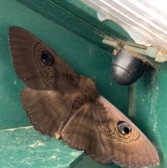 Dasypodia selenophora (Southern old lady moth) at Murrumbateman, NSW - 10 Feb 2021 by SimoneC