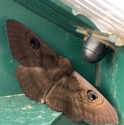 Dasypodia selenophora (Southern old lady moth) at Murrumbateman, NSW - 10 Feb 2021 by SimoneC