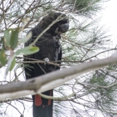 Calyptorhynchus lathami lathami (Glossy Black-Cockatoo) at Wingello - 9 Feb 2021 by Aussiegall