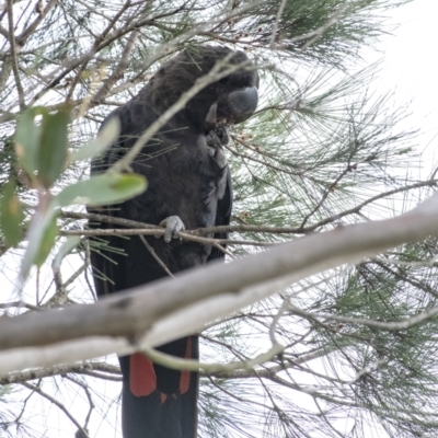 Calyptorhynchus lathami (Glossy Black-Cockatoo) at Wingecarribee Local Government Area - 9 Feb 2021 by Aussiegall