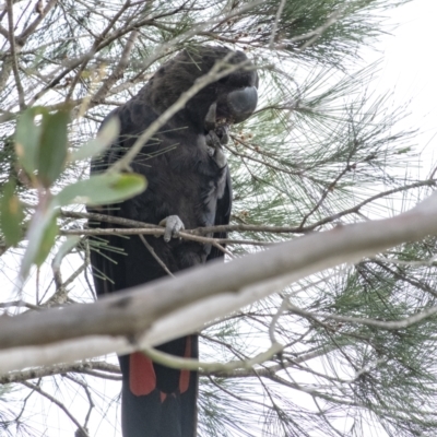 Calyptorhynchus lathami (Glossy Black-Cockatoo) at Wingello - 9 Feb 2021 by Aussiegall