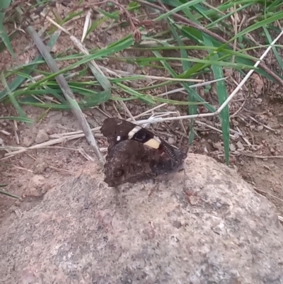 Vanessa itea (Yellow Admiral) at Urambi Hills - 10 Feb 2021 by michaelb