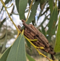 Clania (genus) (A case moth) at Hughes Grassy Woodland - 10 Feb 2021 by JackyF