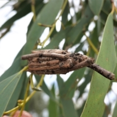 Clania (genus) at Hughes, ACT - 10 Feb 2021