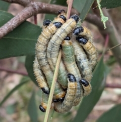 Pseudoperga sp. (genus) at Hughes, ACT - 10 Feb 2021