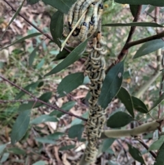 Pseudoperga sp. (genus) at Hughes, ACT - 10 Feb 2021