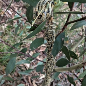 Pseudoperga sp. (genus) at Hughes, ACT - 10 Feb 2021