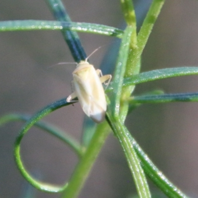 Miridae (family) (Unidentified plant bug) at Hughes Grassy Woodland - 10 Feb 2021 by LisaH