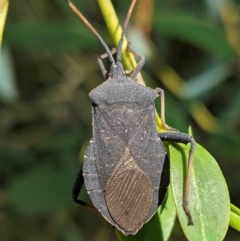 Amorbus sp. (genus) (Eucalyptus Tip bug) at Hughes Grassy Woodland - 10 Feb 2021 by JackyF