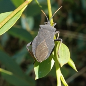 Amorbus sp. (genus) at Hughes, ACT - 10 Feb 2021