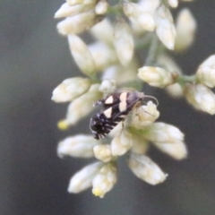 Glyphipterix chrysoplanetis (A Sedge Moth) at Hughes Grassy Woodland - 10 Feb 2021 by LisaH