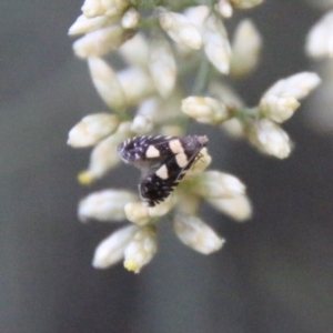 Glyphipterix chrysoplanetis at Hughes, ACT - 10 Feb 2021 06:17 PM