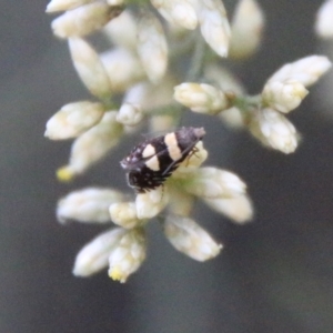 Glyphipterix chrysoplanetis at Hughes, ACT - 10 Feb 2021 06:17 PM