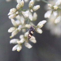 Glyphipterix chrysoplanetis at Hughes, ACT - 10 Feb 2021 06:17 PM