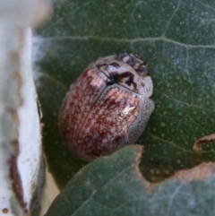 Paropsisterna m-fuscum (Eucalyptus Leaf Beetle) at Deakin, ACT - 10 Feb 2021 by LisaH