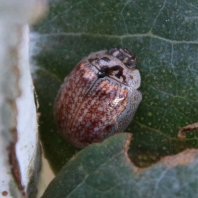 Paropsisterna decolorata (A Eucalyptus leaf beetle) at Hughes Grassy Woodland - 10 Feb 2021 by LisaH