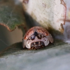 Paropsisterna m-fuscum at Deakin, ACT - 10 Feb 2021 06:14 PM