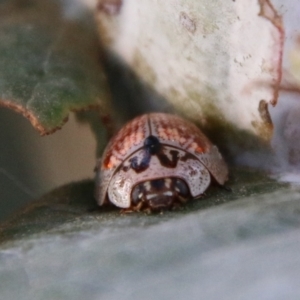 Paropsisterna decolorata at Deakin, ACT - 10 Feb 2021