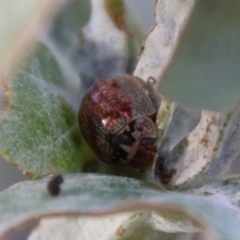 Paropsisterna m-fuscum at Deakin, ACT - 10 Feb 2021 06:14 PM