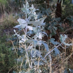 Paropsisterna m-fuscum at Deakin, ACT - 10 Feb 2021 06:14 PM