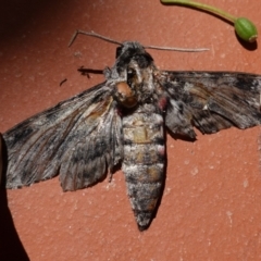 Agrius convolvuli (Convolvulus Hawk Moth) at Hughes, ACT - 11 Feb 2021 by JackyF
