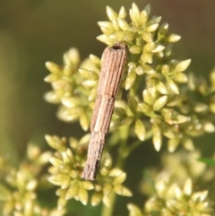 Lepidoscia arctiella (Tower Case Moth) at Hughes Grassy Woodland - 10 Feb 2021 by LisaH