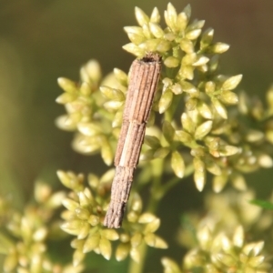 Lepidoscia arctiella at Deakin, ACT - 10 Feb 2021 06:31 PM