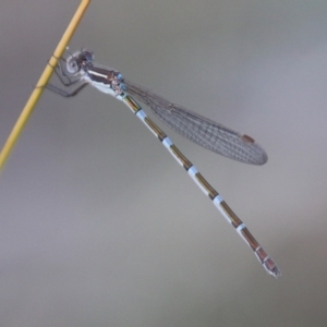 Austrolestes leda at Hughes, ACT - 10 Feb 2021 06:28 PM