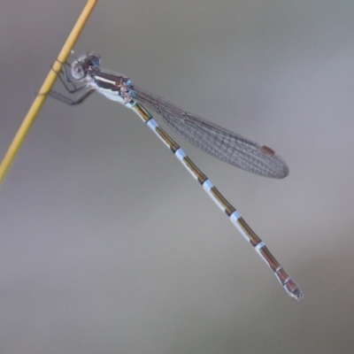 Austrolestes leda (Wandering Ringtail) at Red Hill to Yarralumla Creek - 10 Feb 2021 by LisaH