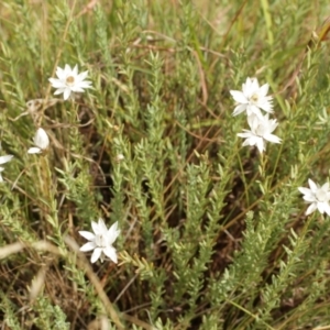 Rhodanthe anthemoides at Cooleman, NSW - 6 Feb 2021