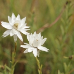 Rhodanthe anthemoides at Cooleman, NSW - 6 Feb 2021