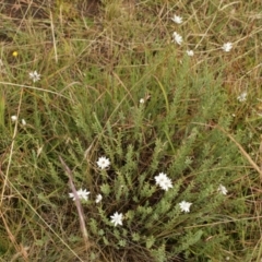 Rhodanthe anthemoides at Cooleman, NSW - 6 Feb 2021