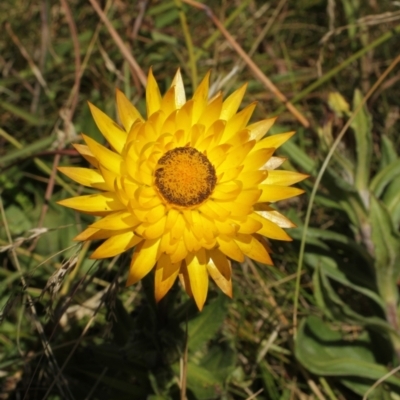 Xerochrysum subundulatum (Alpine Everlasting) at Cooleman, NSW - 6 Feb 2021 by alexwatt