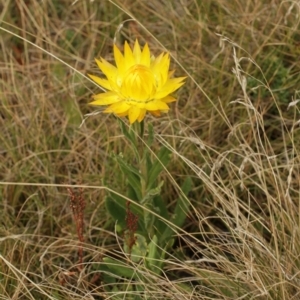 Xerochrysum subundulatum at Cooleman, NSW - 6 Feb 2021 11:17 PM