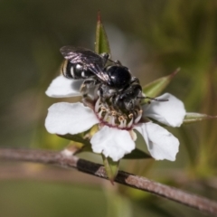 Lipotriches (Austronomia) australica at Acton, ACT - 10 Nov 2020