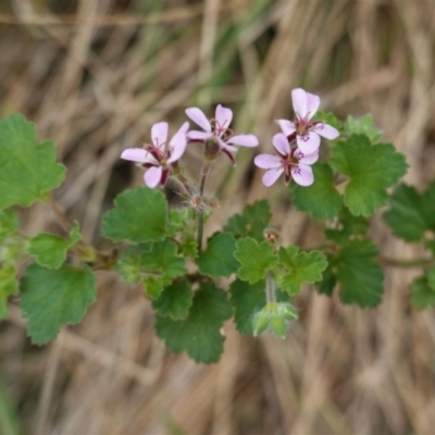 Pelargonium australe (Austral Stork's-bill) at Hughes, ACT - 10 Feb 2021 by JackyF