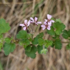 Pelargonium australe (Austral Stork's-bill) at Hughes Grassy Woodland - 10 Feb 2021 by JackyF