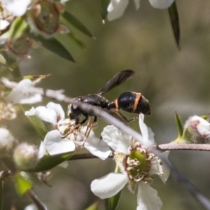 Syrphidae (family) at Acton, ACT - 10 Nov 2020