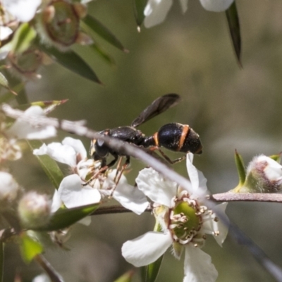 Syrphidae (family) (Unidentified Hover fly) at Acton, ACT - 9 Nov 2020 by AlisonMilton