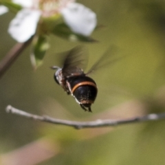 Ceriana (Sphiximorpha) breviscapa at Acton, ACT - 10 Nov 2020