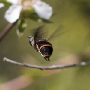 Syrphidae (family) at Acton, ACT - 10 Nov 2020