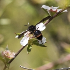 Ceriana (Sphiximorpha) breviscapa at Acton, ACT - 10 Nov 2020