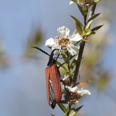 Porrostoma rhipidium (Long-nosed Lycid (Net-winged) beetle) at Acton, ACT - 10 Nov 2020 by AlisonMilton