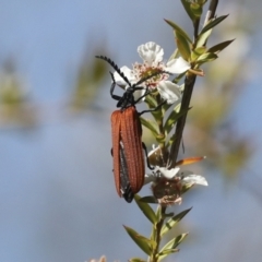 Porrostoma rhipidium at Acton, ACT - 10 Nov 2020