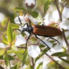 Porrostoma rhipidium at Acton, ACT - 10 Nov 2020