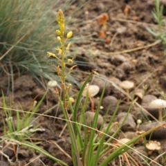 Bulbine sp. at Cooleman, NSW - 6 Feb 2021 by alexwatt