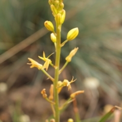 Bulbine sp. at Cooleman, NSW - 6 Feb 2021 11:02 PM