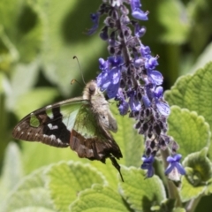 Graphium macleayanum (Macleay's Swallowtail) at ANBG - 10 Nov 2020 by AlisonMilton