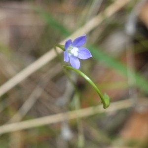 Wahlenbergia multicaulis at Hughes, ACT - 10 Feb 2021